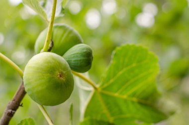 Ağaçtaki yeşil incirler.