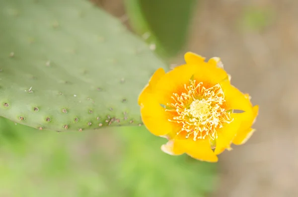 Kwiat kaktusa nopal. — Zdjęcie stockowe