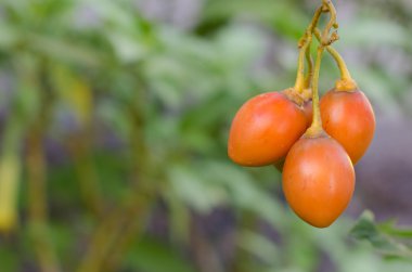 Tamarillo ağaç dalı.