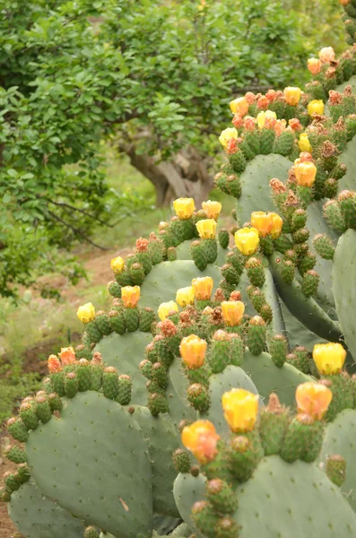 Flowering nopal cactus. — Stock Photo, Image
