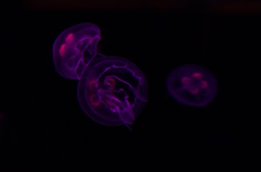 Grup hafif mor denizanası.