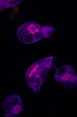 Grup hafif mor denizanası.