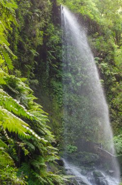 Los Tilos şelale (La Palma)