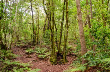 El Cedro, laurel forest in La Gomera.