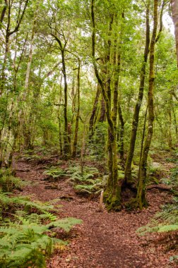 El Cedro, laurel forest in La Gomera.