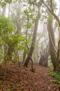 El Cedro, La Gomera defne orman yolundaki.