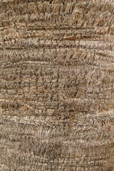 Palm bark texture — Stock Photo, Image