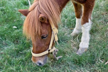  karaciğer-kestane at 