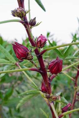  tomurcukları sudan gül