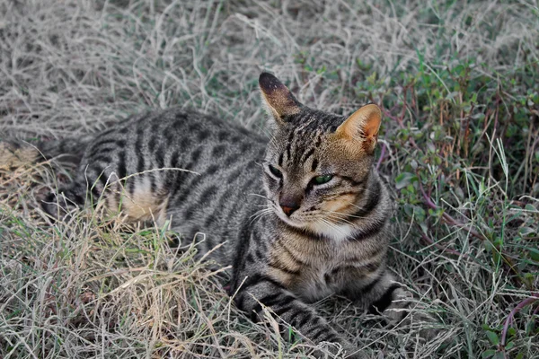 Gato tabby cinza — Fotografia de Stock