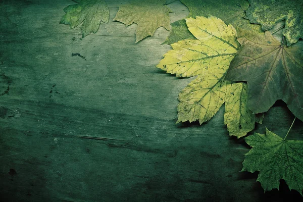 Autumn background toned green — Stock Photo, Image