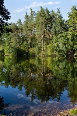  Nehir kıyısındaki orman