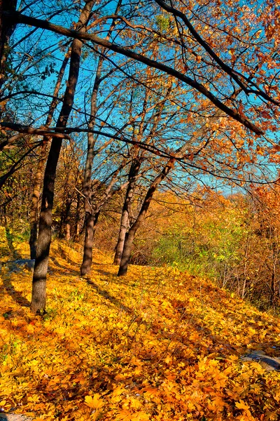 Gul hösten skogen — Stockfoto