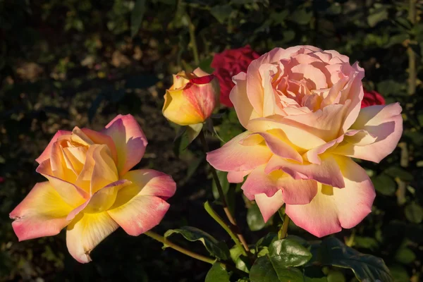 Duas rosas amarelas — Fotografia de Stock