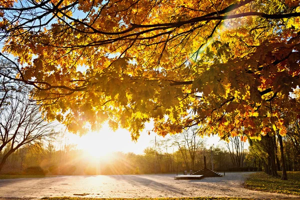  Arka plandaki ağaç.