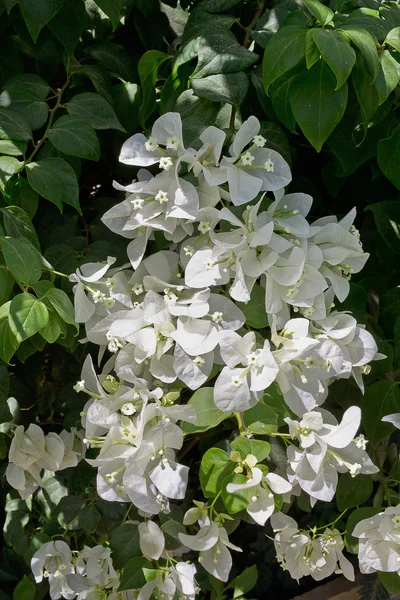 Bílá popínavé květiny — Stock fotografie