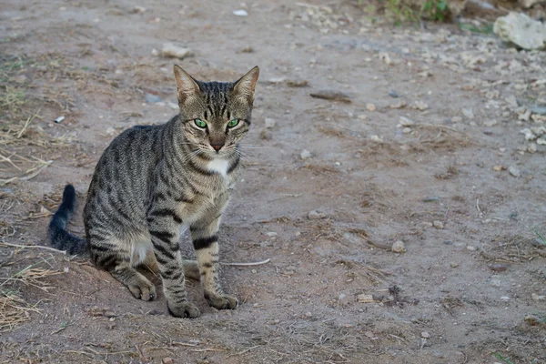 Chat gris aux yeux verts — Photo