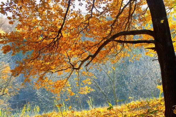 Träd med gula blad — Stockfoto