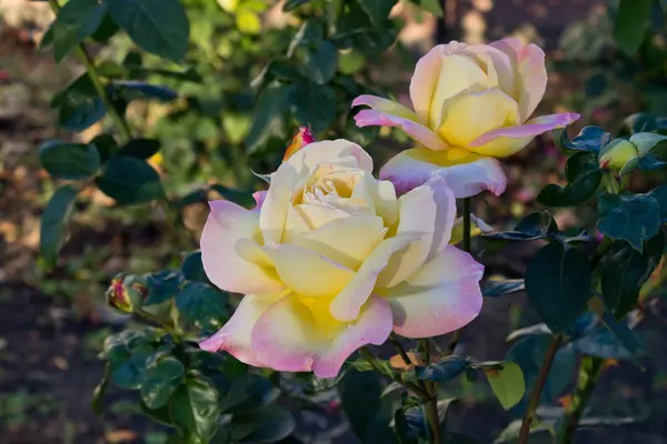 Zwei gelbe Rosen — Stockfoto