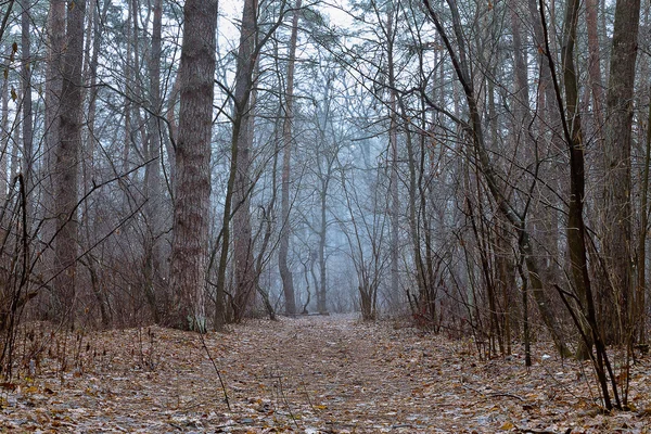 Bare autumn forest — Stock Photo, Image