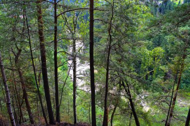ağaçlar nehir üzerinde
