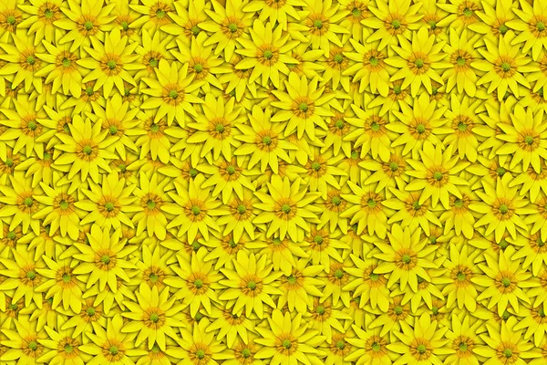 Fondo di fiori gialli — Foto Stock