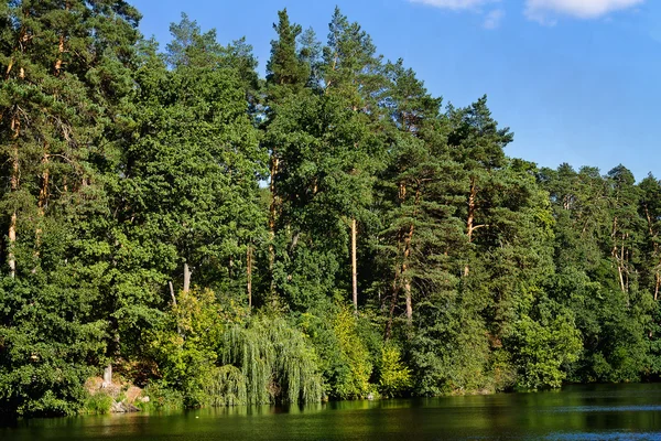 Bosque en la orilla del río — Foto de Stock