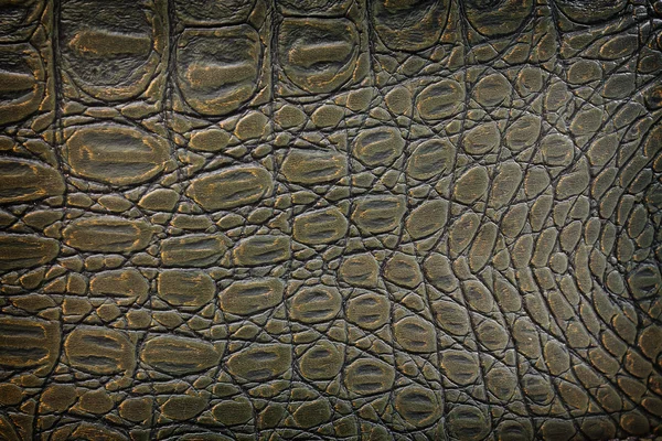 Crocodile leather closeup — Stock Photo, Image