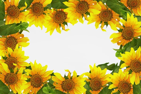 Rahmen mit Sonnenblumen — Stockfoto
