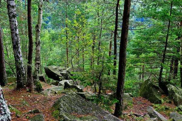 Karpaten zomer bos — Stockfoto