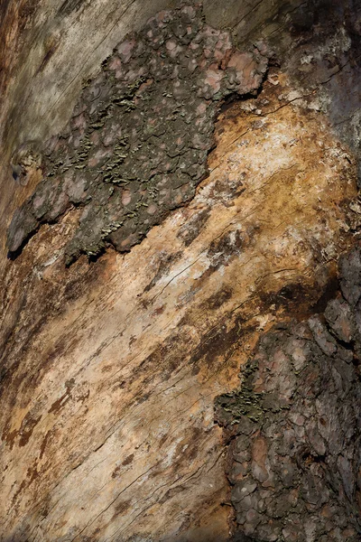 Fundo tronco de pinho — Fotografia de Stock