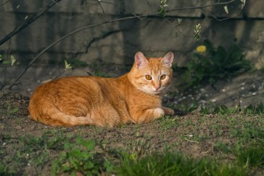 Zencefil kedi closeup