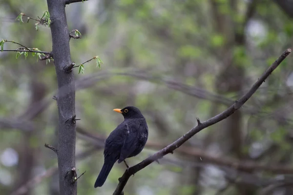 Blackbird sentado em um galho — Fotografia de Stock