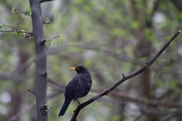 Amsel sitzt auf einem Ast — Stockfoto