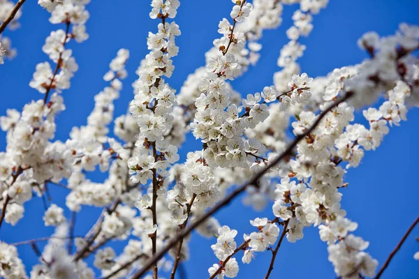 Árvore Damasco Florido Primavera Contra Céu Azul — Fotografia de Stock