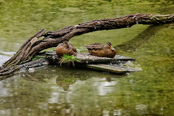 Yaban Ördeği Bir Göldeki Kütüğün Üzerinde Oturuyor — Stok fotoğraf