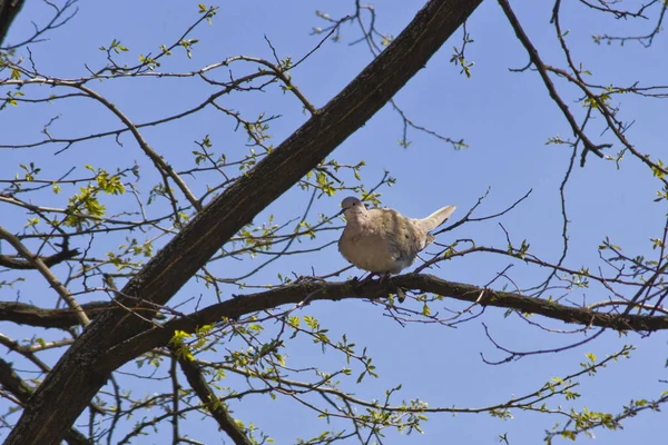鸽子坐在树枝上 靠在天空中 — 图库照片