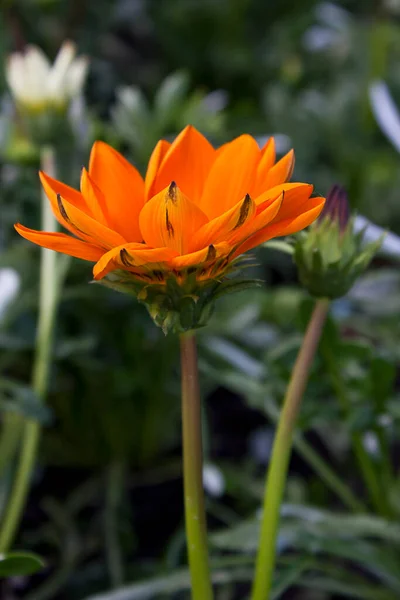 Jeden Pomarańczowy Gerbera Kwiat Łóżko Zbliżenie — Zdjęcie stockowe