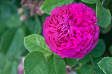 Bahçedeki çalıların üzerinde pembe bir gül.