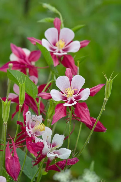 Pembe Çiçekleri Çiçek Tarhındaki Parkta Çiçek Açıyor — Stok fotoğraf