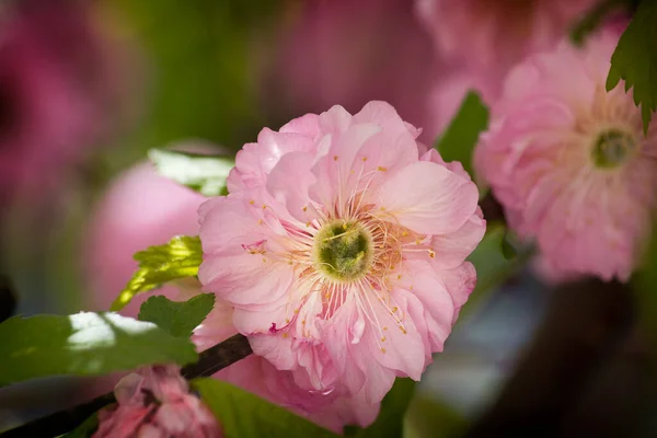 분홍색 아몬드 나무의 꽃들이 — 스톡 사진