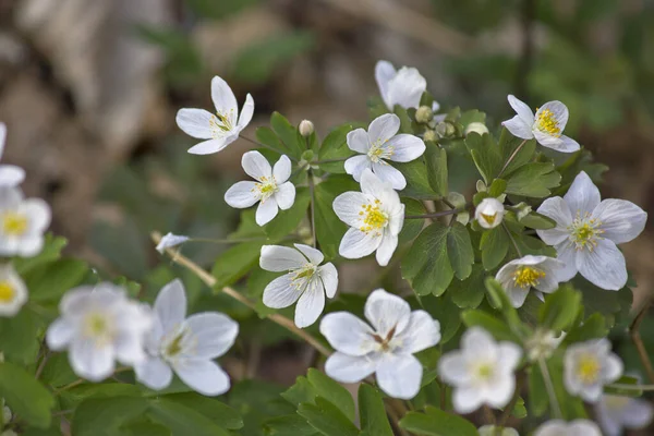 Weiße Frühlingsblumen Aus Nächster Nähe Blühen Wald — Stockfoto