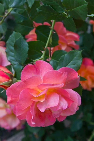 Rosas Laranja Arbusto Jardim Close — Fotografia de Stock