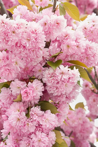 Blühender Baum Mit Rosa Sakura Blüten Aus Nächster Nähe Frühling — Stockfoto