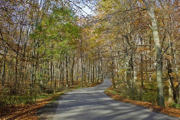 Route Dans Parc Automne Parmi Les Arbres Jaunes Paysage Automne — Photo