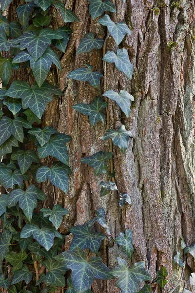 Hintergrund Baumstamm Verschlungen Mit Efeu Nahaufnahme — Stockfoto