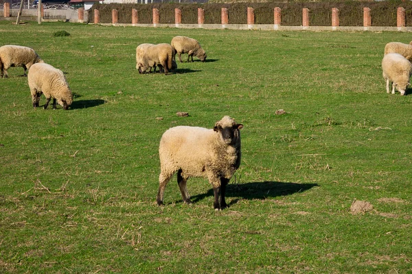 Schapen — Stockfoto