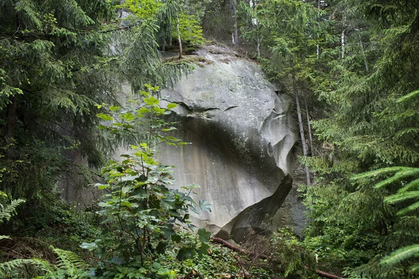 Скеля в лісі — стокове фото