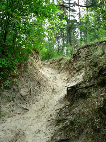 Pad in het bos — Stockfoto