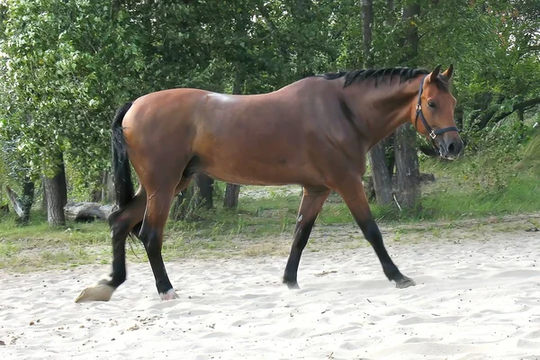 Paard op het strand — Stockfoto